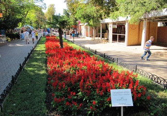 Пальмовая аллея Одессы